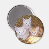Three Little Kittens Magnet (Vorderseite/Rückseite)