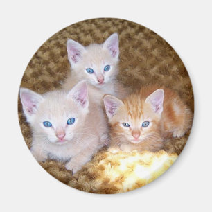 Three Little Kittens Magnet