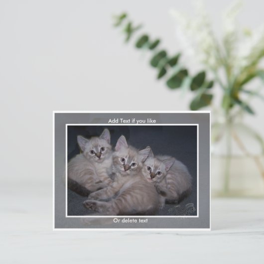 Three Lynx Point Siamese Kitts Postcard Postkarte (Stehend Vorderseite)