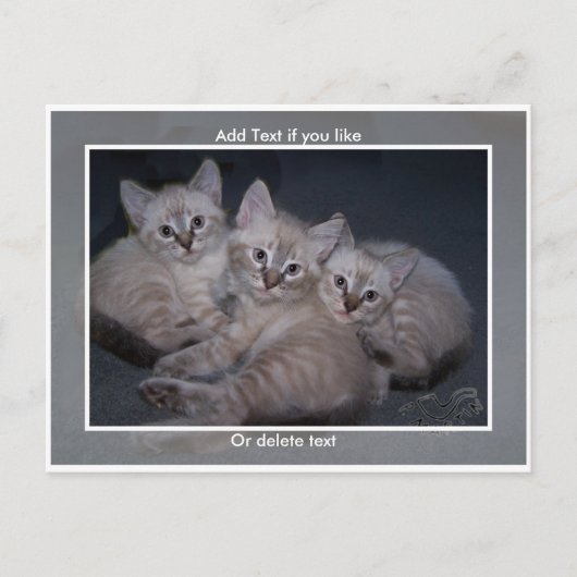 Three Lynx Point Siamese Kitts Postcard Postkarte (Vorderseite)