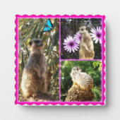 Three Meerkat Foto Collage, Foto Plaque Fotoplatte (Vorderseite)