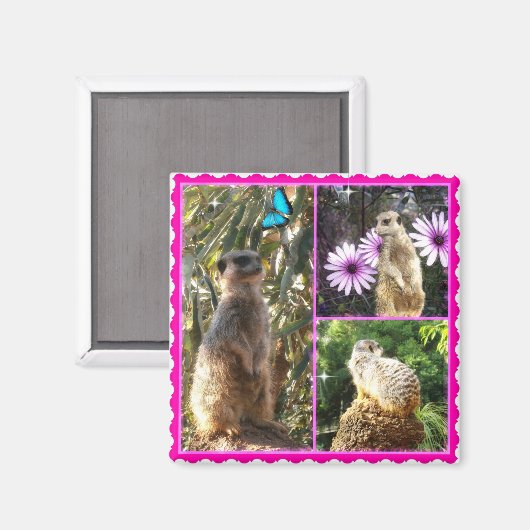 Three Meerkat Foto Collage, Fridge Magnet (Vorderseite/Rückseite)