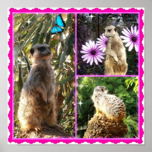 Three Meerkat Foto Collage, Poster (Vorne)