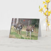 Three mini donkeys. karte (Gelbe Blume)