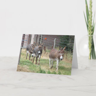 Three mini donkeys. karte