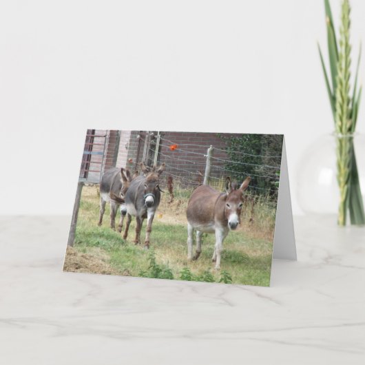 Three mini donkeys. karte (Vorderseite)