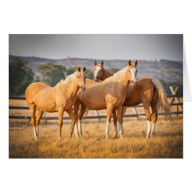 Three Palomino Ponys (Vorderseite (Horizontal))