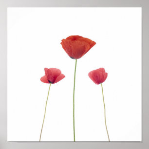 Three poppies poster