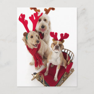Three puppy dogs sitting at Christmas time Feiertagspostkarte
