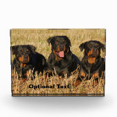Three Rottweiler Dogs - Pack of Rotties Fotoblock (Vorderseite)