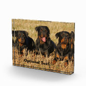 Three Rottweiler Dogs - Pack of Rotties Fotoblock (Rechts)