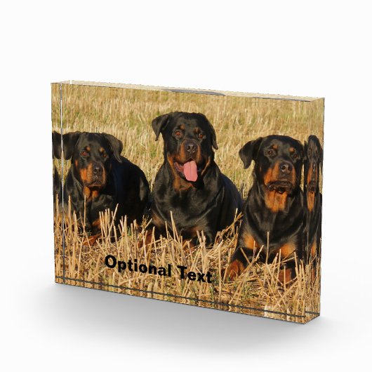 Three Rottweiler Dogs - Pack of Rotties Fotoblock (Rechts)