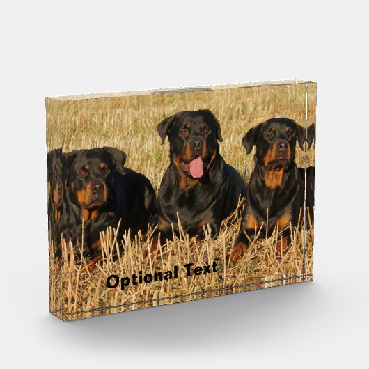 Three Rottweiler Dogs - Pack of Rotties Fotoblock (Links)