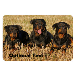Three Rottweiler Dogs - Pack of Rotties Magnet