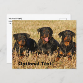 Three Rottweiler Dogs - Pack of Rotties Postkarte