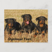 Three Rottweiler Dogs - Pack of Rotties Postkarte (Vorderseite)