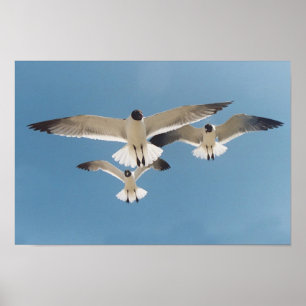 Three Seagulls Poster