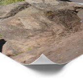 Three Snares Penguins Poster (Ecke)