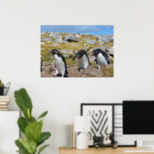 Three Snares Penguins Poster (Heimbüro)