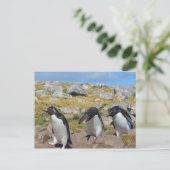 Three Snares Penguins Postkarte (Stehend Vorderseite)