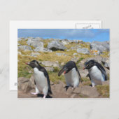 Three Snares Penguins Postkarte (Vorne/Hinten)