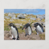 Three Snares Penguins Postkarte (Vorderseite)