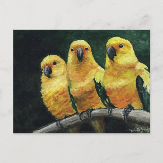 "Three Sun Conures" Bird Art Postkarte (Vorderseite)