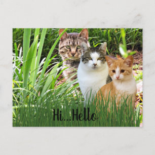 Three Tabby Cats in Garden "Hi Hello" Postkarte
