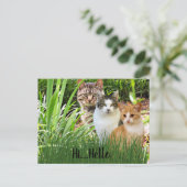 Three Tabby Cats in Garden "Hi Hello" Postkarte (Stehend Vorderseite)