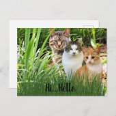 Three Tabby Cats in Garden "Hi Hello" Postkarte (Vorne/Hinten)