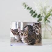 Three Tabby Kittens Postkarte (Stehend Vorderseite)