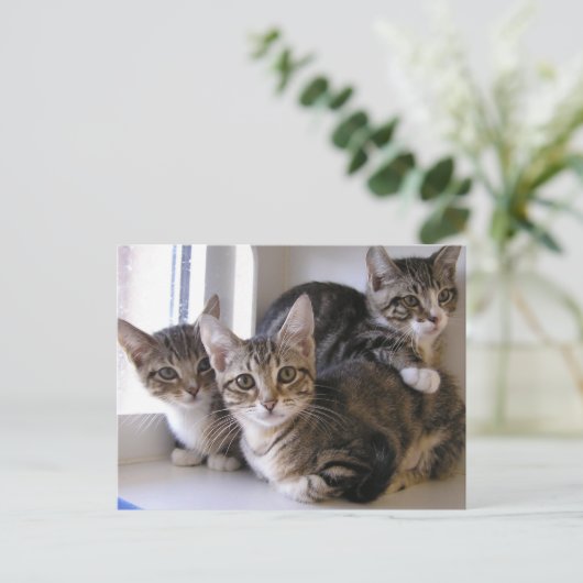 Three Tabby Kittens Postkarte (Stehend Vorderseite)