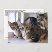 Three Tabby Kittens Postkarte (Vorne/Hinten)