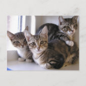Three Tabby Kittens Postkarte (Vorderseite)
