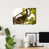Three Toed Sloth in Costa Rica Poster (Heimbüro)