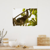 Three Toed Sloth in Costa Rica Poster (Küche)
