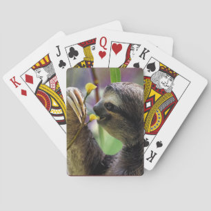 Three-Toed Tree Sloth Spielkarten