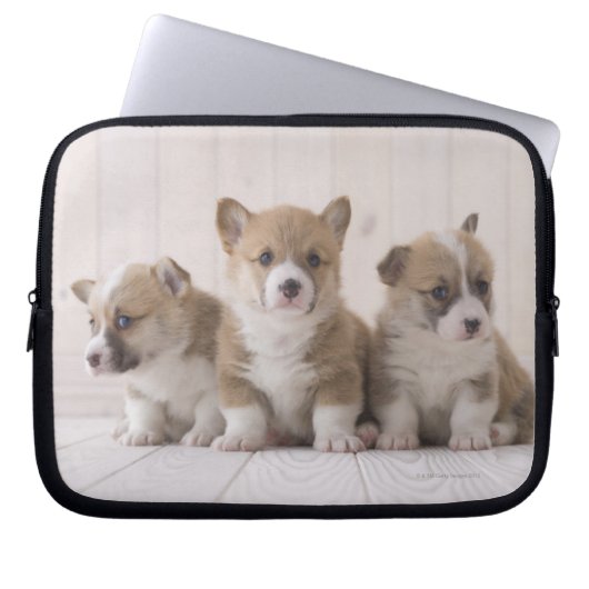 Three Welsh Corgi Laptopschutzhülle (Vorderseite)