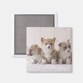 Three Welsh Corgi Magnet (Vorderseite/Rückseite)