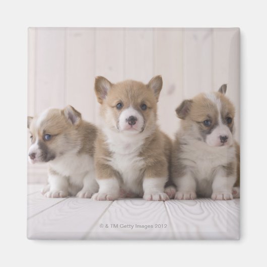 Three Welsh Corgi Magnet (Vorne)