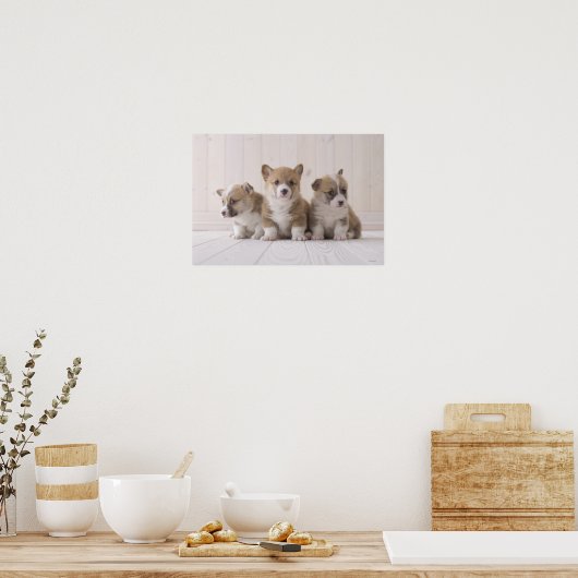 Three Welsh Corgi Poster (Küche)