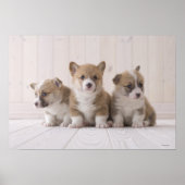 Three Welsh Corgi Poster (Vorne)