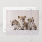 Three Welsh Corgi Postkarte (Vorne/Hinten)