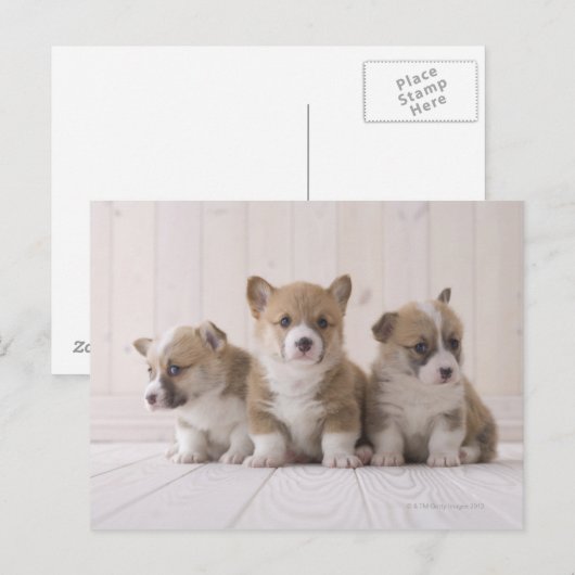 Three Welsh Corgi Postkarte (Vorne/Hinten)