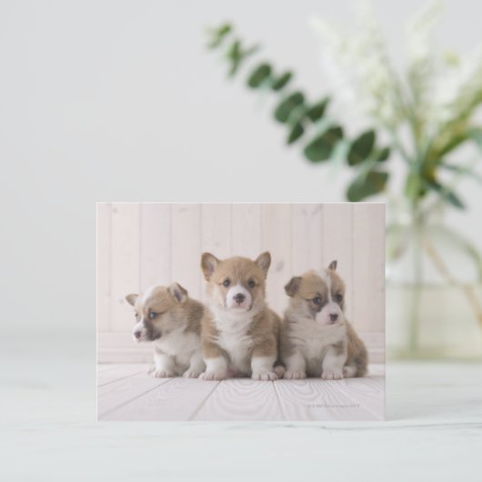 Three Welsh Corgi Postkarte (Stehend Vorderseite)