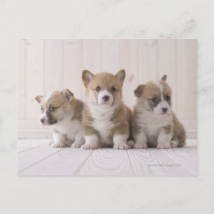 Three Welsh Corgi Postkarte