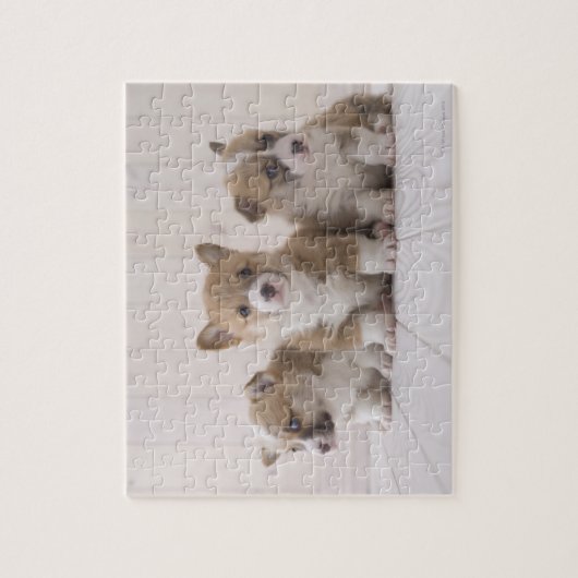 Three Welsh Corgi Puzzle (Vertikal)