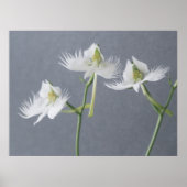 Three White Egret Orchids Poster (Vorne)