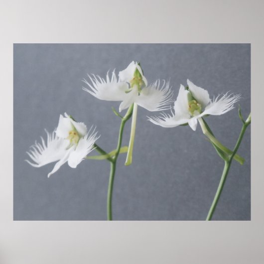 Three White Egret Orchids Poster (Vorne)