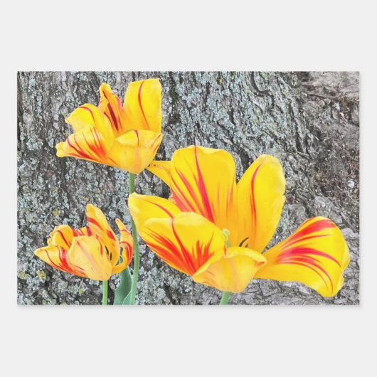 Three Yellow Tulips Sequel / Geschenkpapier Set (Vorderseite 3)